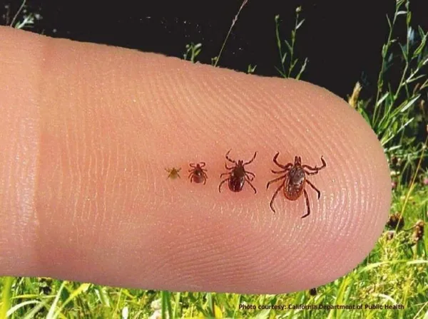 Lyme disease awareness